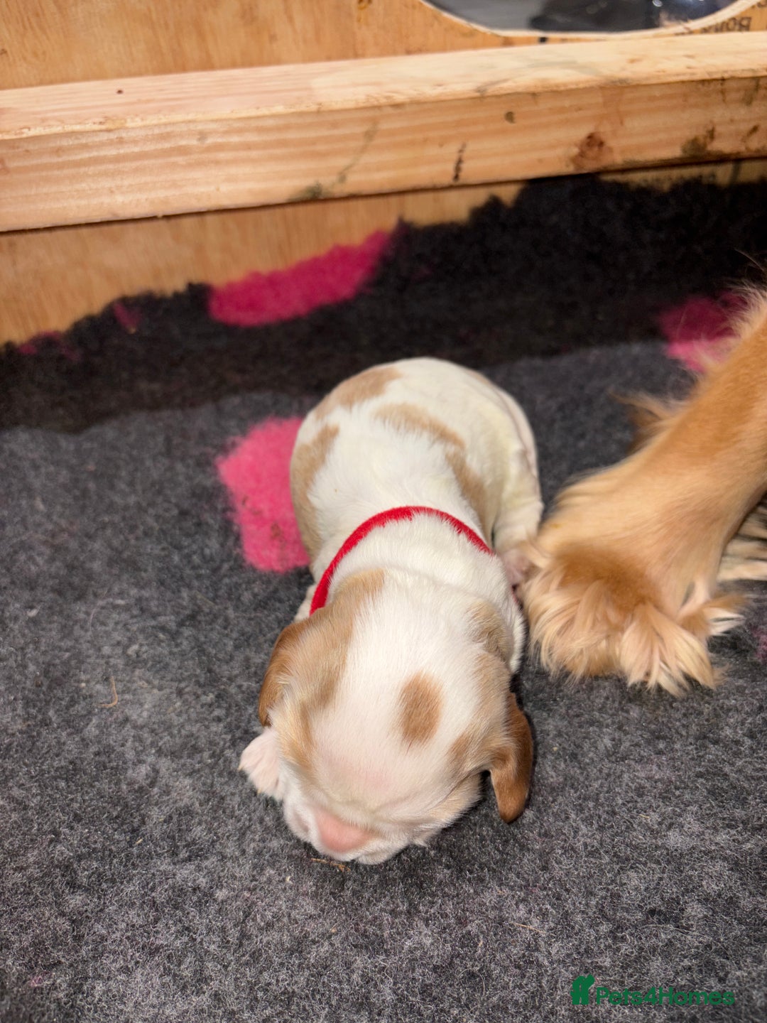 Cocker Spaniel dogs for sale: Cocker Spaniel Puppies - Advert 19