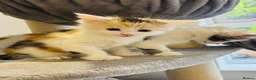 Maine Coon cats for sale: Maine coon kittens  - Advert 11
