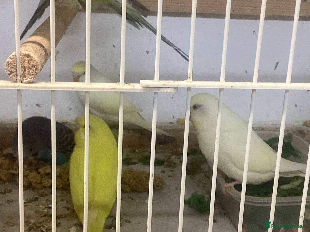 Budgerigars birds for sale: New baby budgies - Advert 3