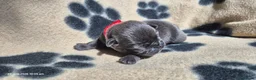 Pug dogs for sale: 3x pug girls 1x pug boy in Southend-on-Sea - Advert 9