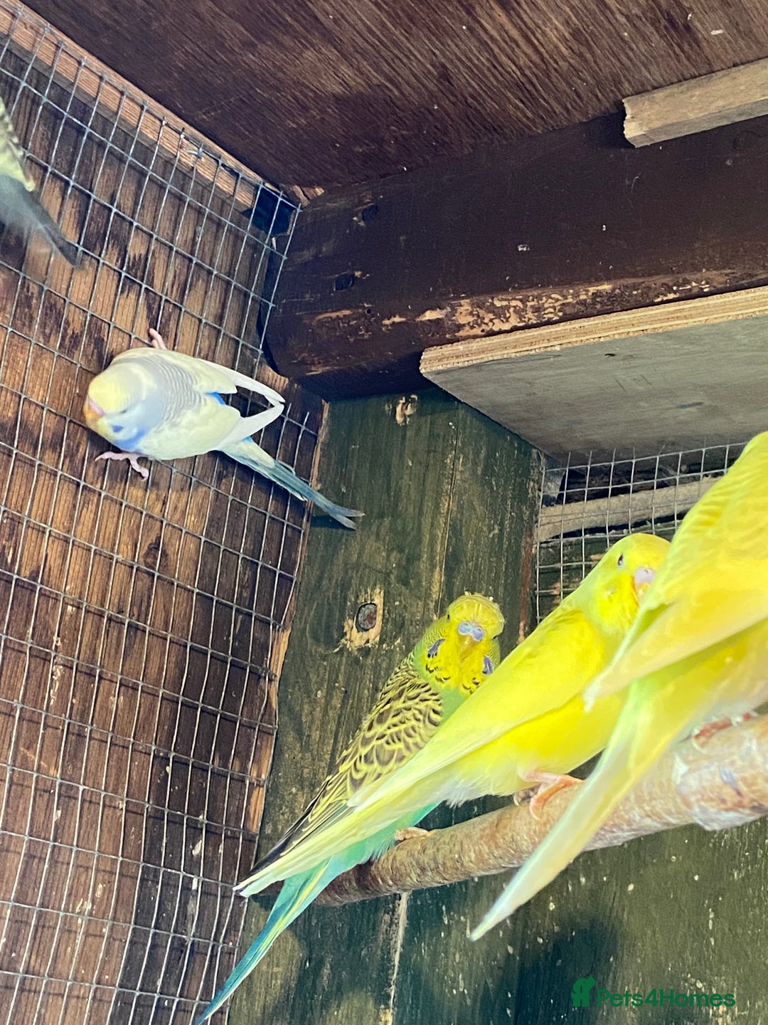 Budgerigars birds for sale: Baby budgies - Image 5