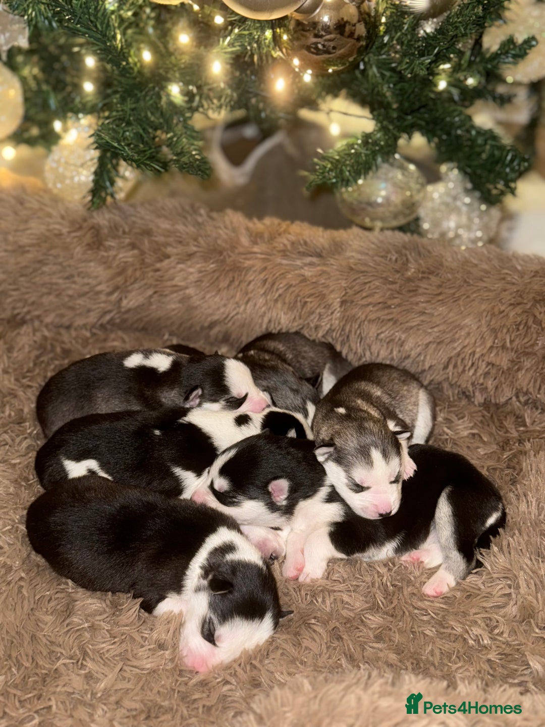 Siberian Husky dogs for sale: Stunning Siberian Husky puppies 😍 - Advert 6