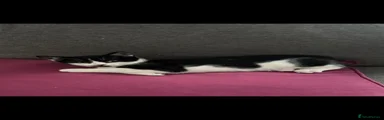 British Shorthair 1