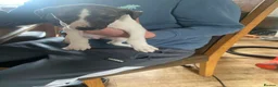 Whippet dogs for sale: K C registered whippet puppies  - Advert 8
