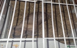 Angora rabbits for sale: Female angora with cage and accessories  - Image 3