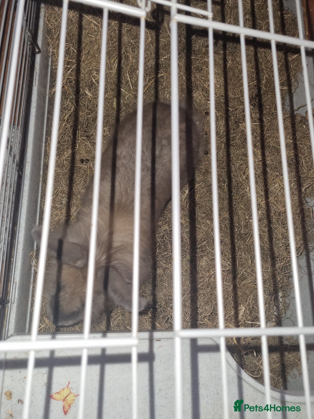 Angora rabbits for sale: Female angora with cage and accessories  - Image 3