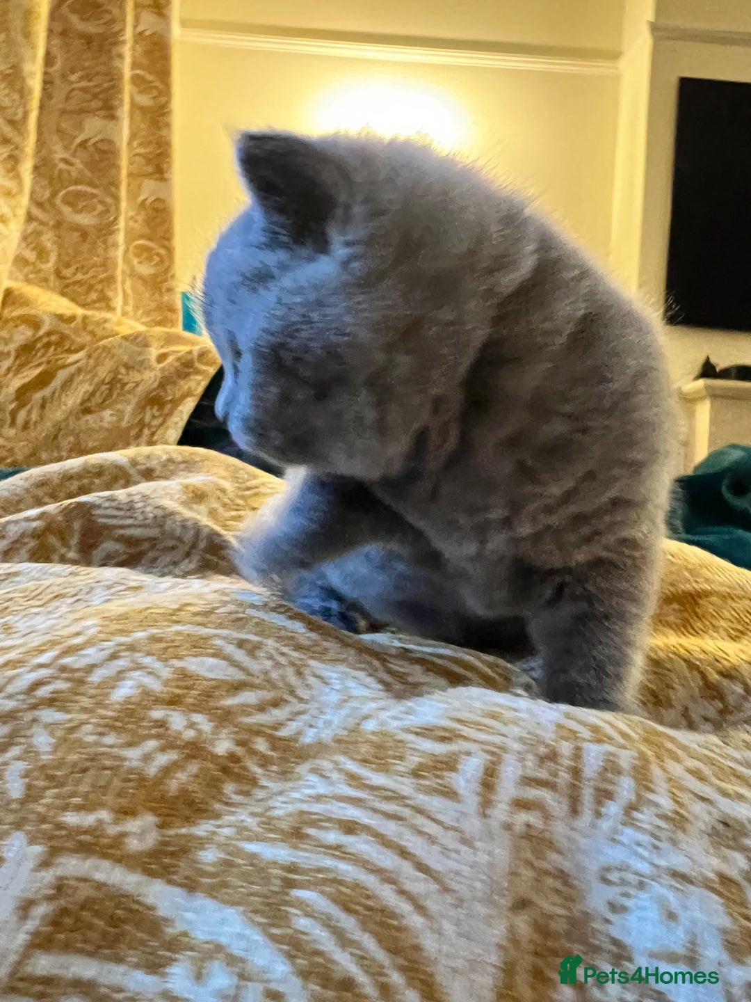 British Shorthair cats for sale: 4 beautiful lilac and blue kittens. - Advert 12