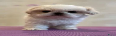 Shih Tzu 1