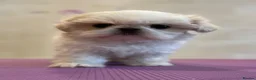 Shih Tzu dogs for sale: Beautiful Karashishi Shihtzus  - Advert 4
