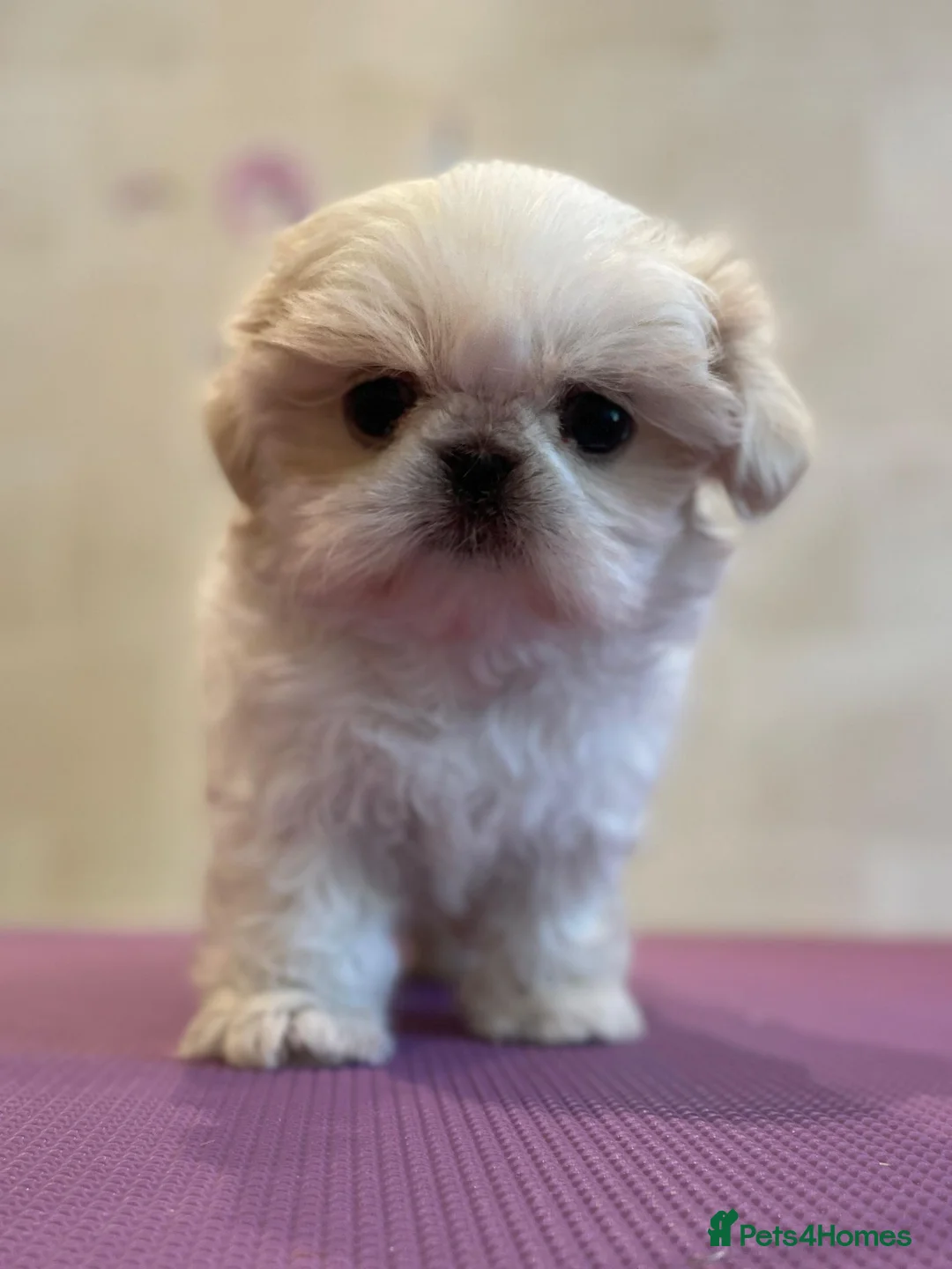 Shih Tzu dogs for sale: Beautiful Karashishi Shihtzus  - Advert 4
