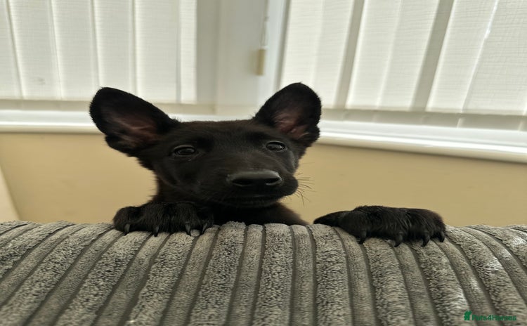 Belgian Shepherd Dog dogs - Advert 2