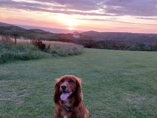 Cocker Spaniel dogs in Gloucester - Advert 37