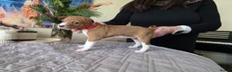 Basenji dogs for sale: Adorable Basenji Puppies Awaiting Their Heroes. - Advert 2