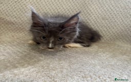 Maine Coon cats for sale: Reduced Pedigree GCCF registered kitten 1.6kg - Image 15