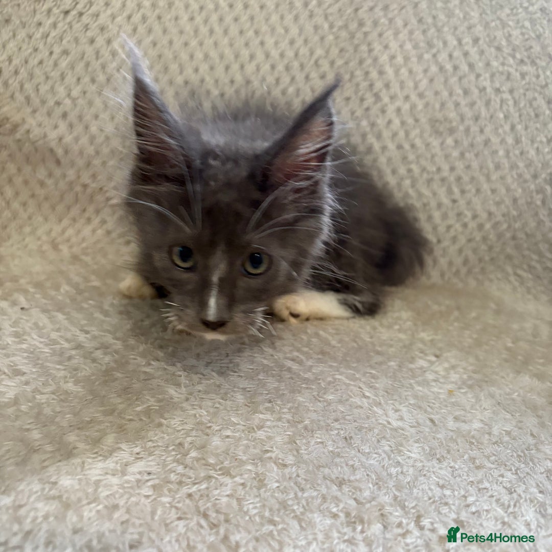 Maine Coon cats for sale: Reduced Pedigree GCCF registered kitten 1.6kg - Image 15