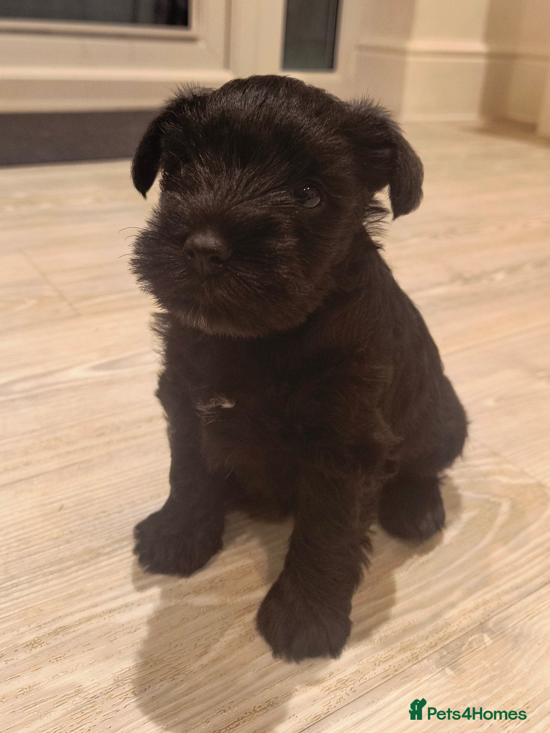 Miniature Schnauzer dogs for sale: Black Miniature Schnauzer Puppy – Girl Available - Advert 8