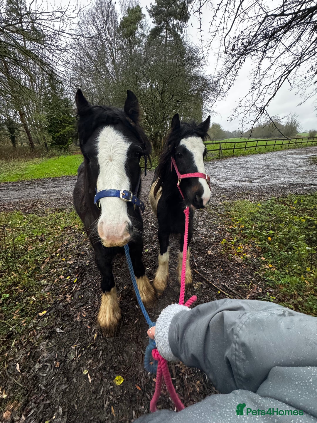 Irish Cob horses for sale: Piggy  - Advert 9