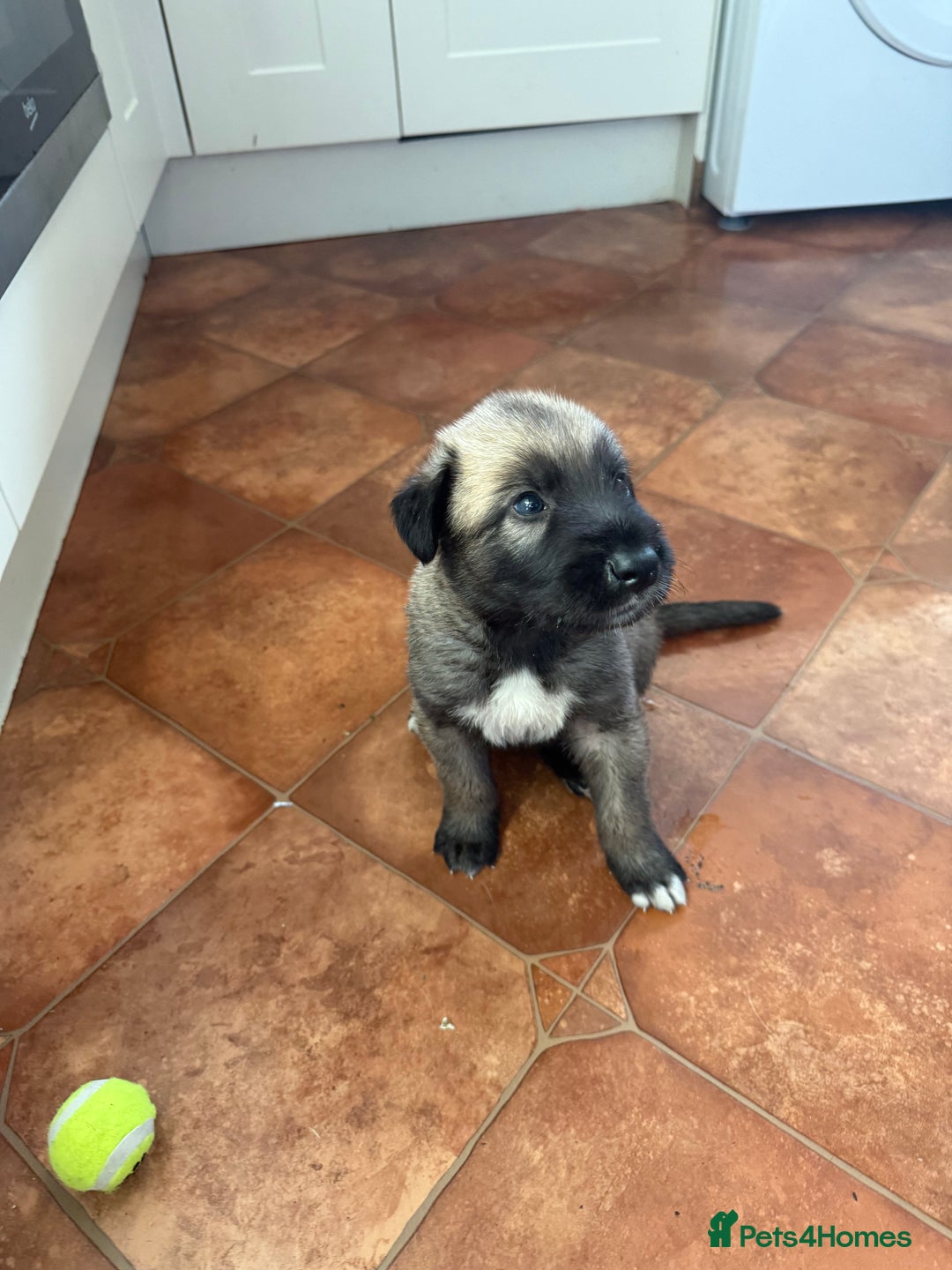 Irish Wolfhound dogs for sale: Bred From Extensively Health Tested Parents - Advert 8