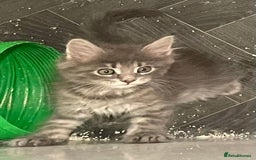 Maine Coon cats for sale: GCCF registered Maine Coon kittens  - Image 15