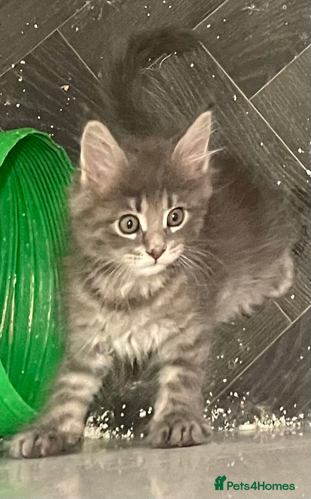 Maine Coon cats for sale: GCCF registered Maine Coon kittens  - Image 15