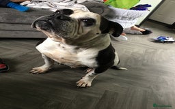 Mixed Breed dogs for sale: Zeus FREE TO GOOD HOME - Image 1