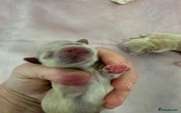 Maltipoo dogs for sale: 5 girls. fully DNA & health tested clear parents.  - Advert 14