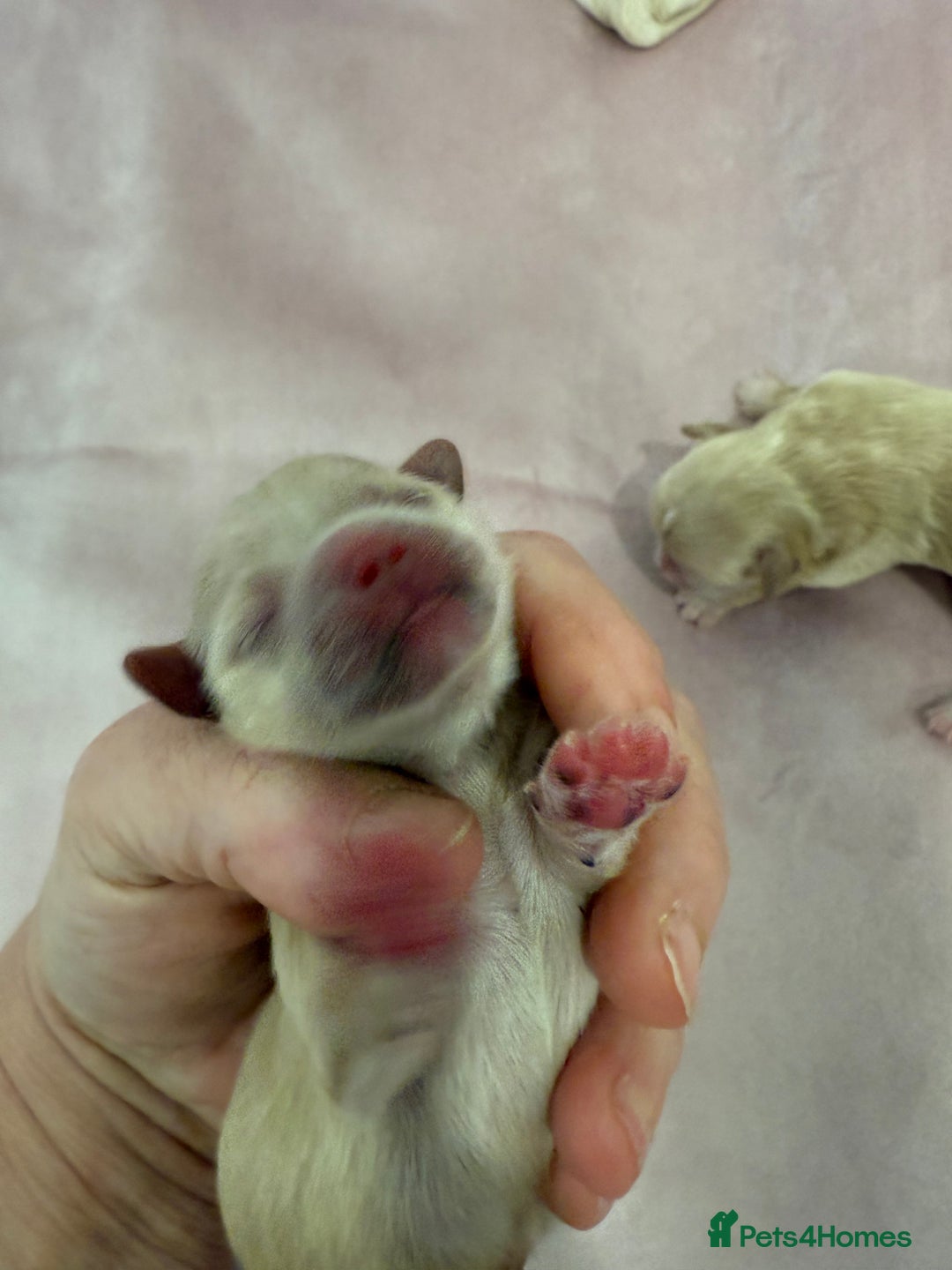 Maltipoo dogs for sale: 5 girls. fully DNA & health tested clear parents.  - Advert 14