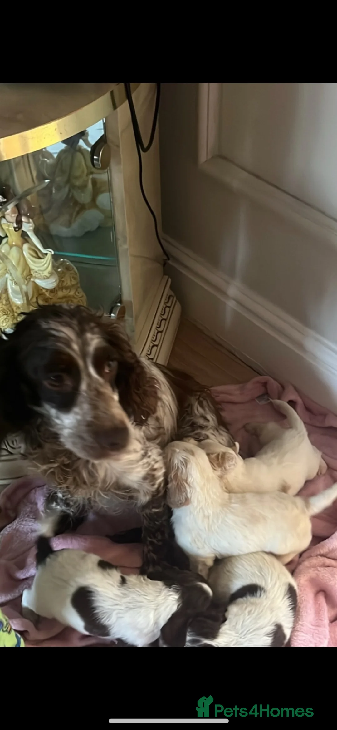 Cocker Spaniel dogs for sale: Cockerspaniel puppies  - Advert 3