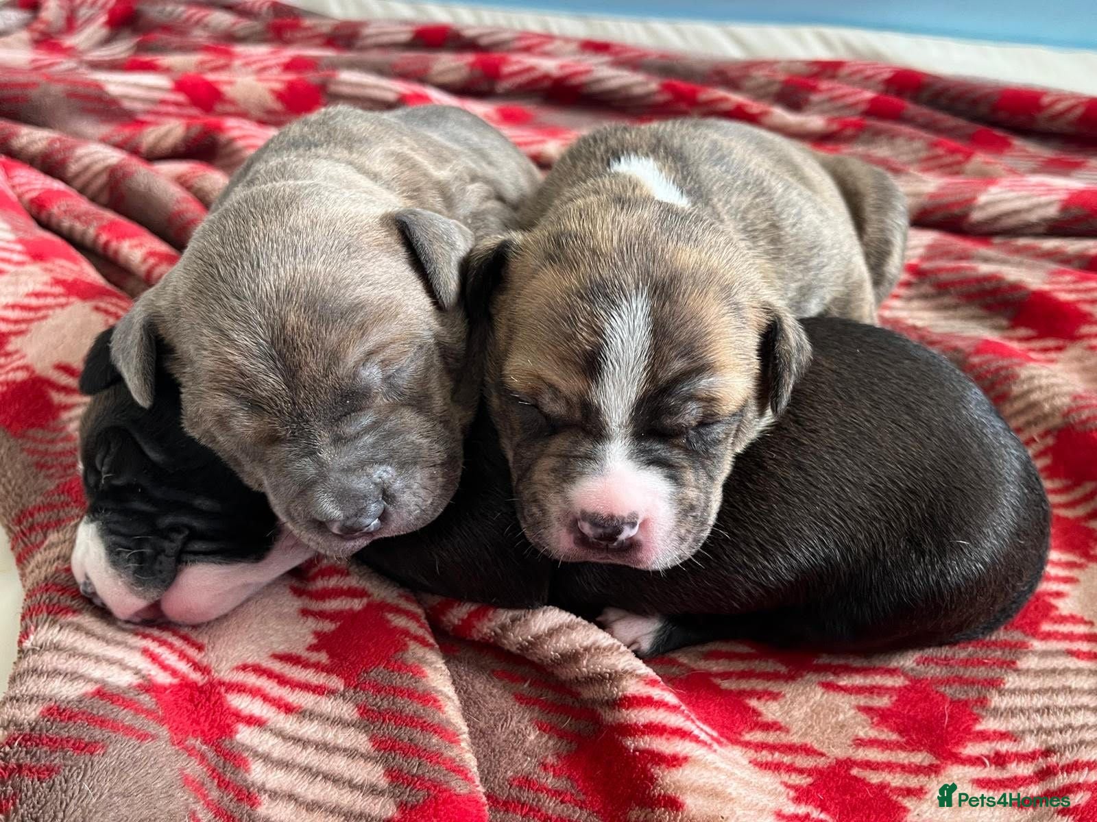 Staffordshire Bull Terrier dogs American Staffordshire Bull Terrier Puppies - Advert 1