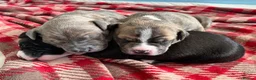 Staffordshire Bull Terrier dogs for sale: American Staffordshire Bull Terrier Puppies - Advert 1
