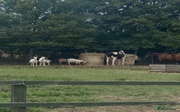 Goats livestock for sale: Goat family for Sale. - Image 7