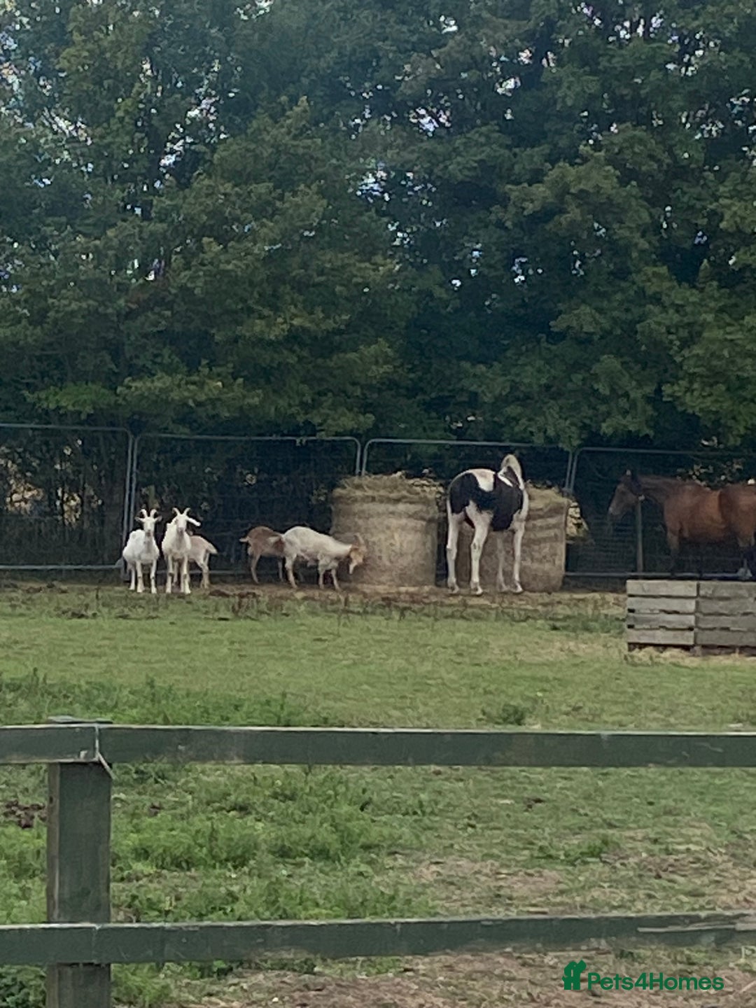 Goats livestock for sale: Goat family for Sale. - Image 7