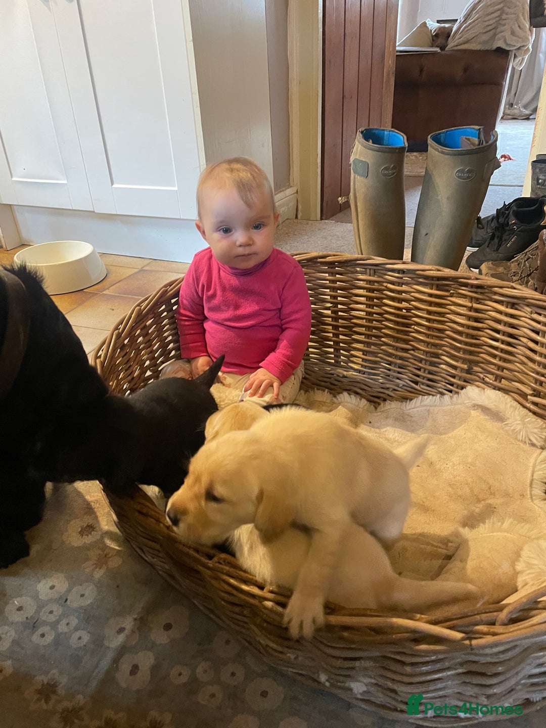 Labrador Retriever dogs for sale: Cotswold Born  Labrador Retriever Puppies. - Advert 12