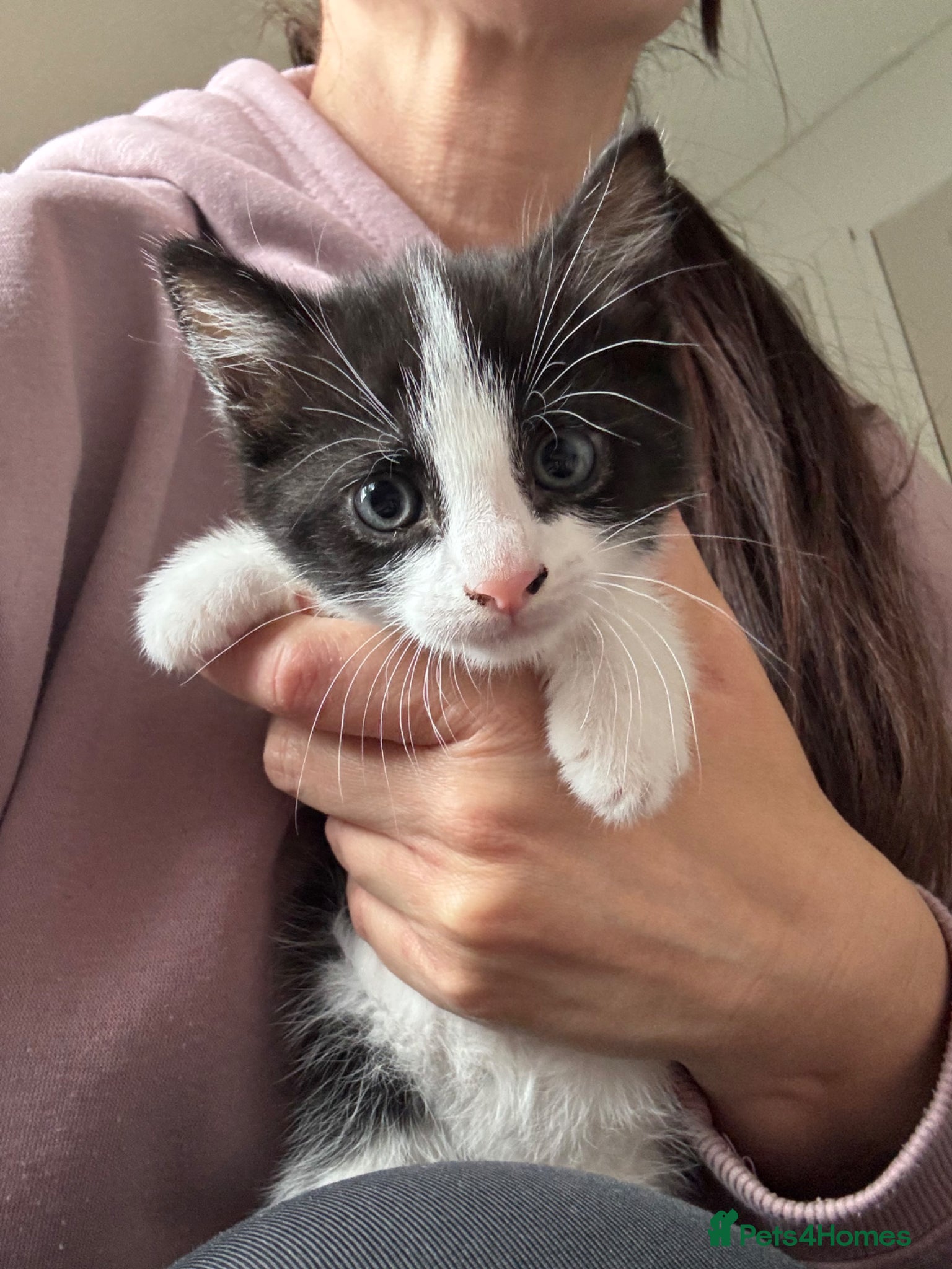 Domestic Shorthair cats for sale: 3 adorable kittens looking for a new home in Peterborough - Advert 8