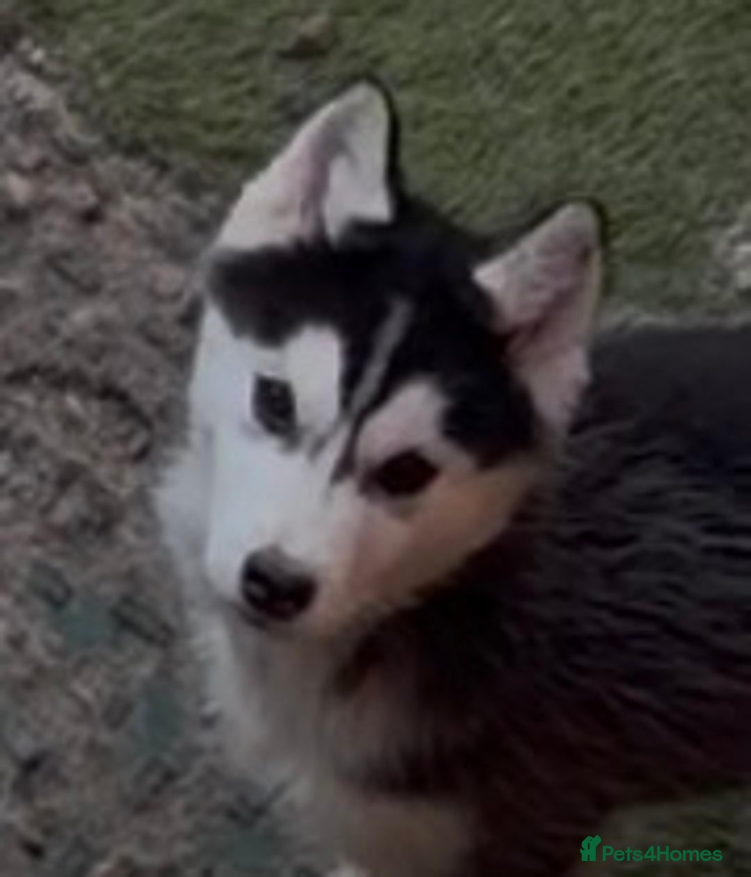 Siberian Husky dogs for sale: 4 pups left! - Advert 11