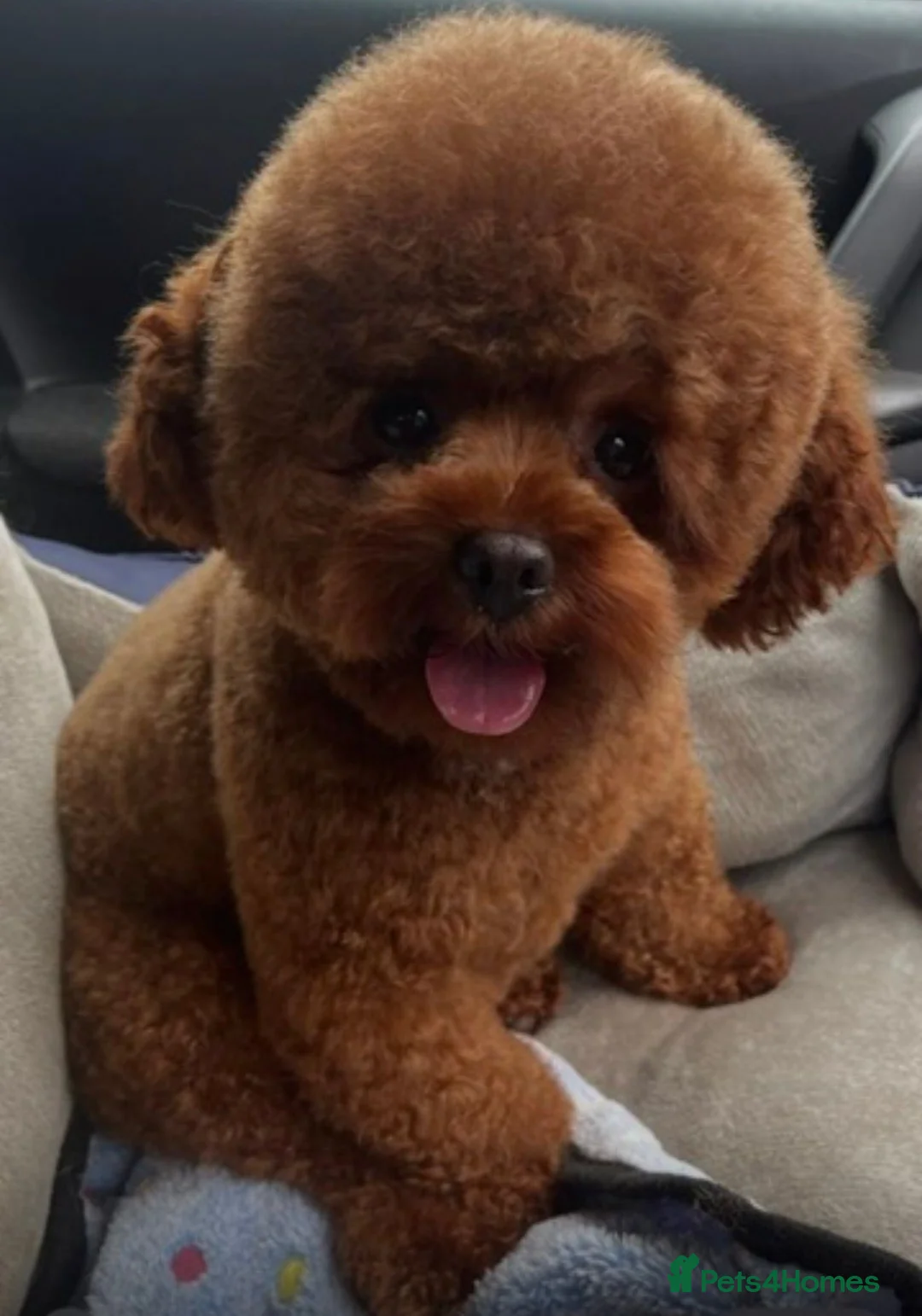 Chipoo dogs for sale: Gorgeous Chipoo puppies ❤️ in Windsor - Advert 10