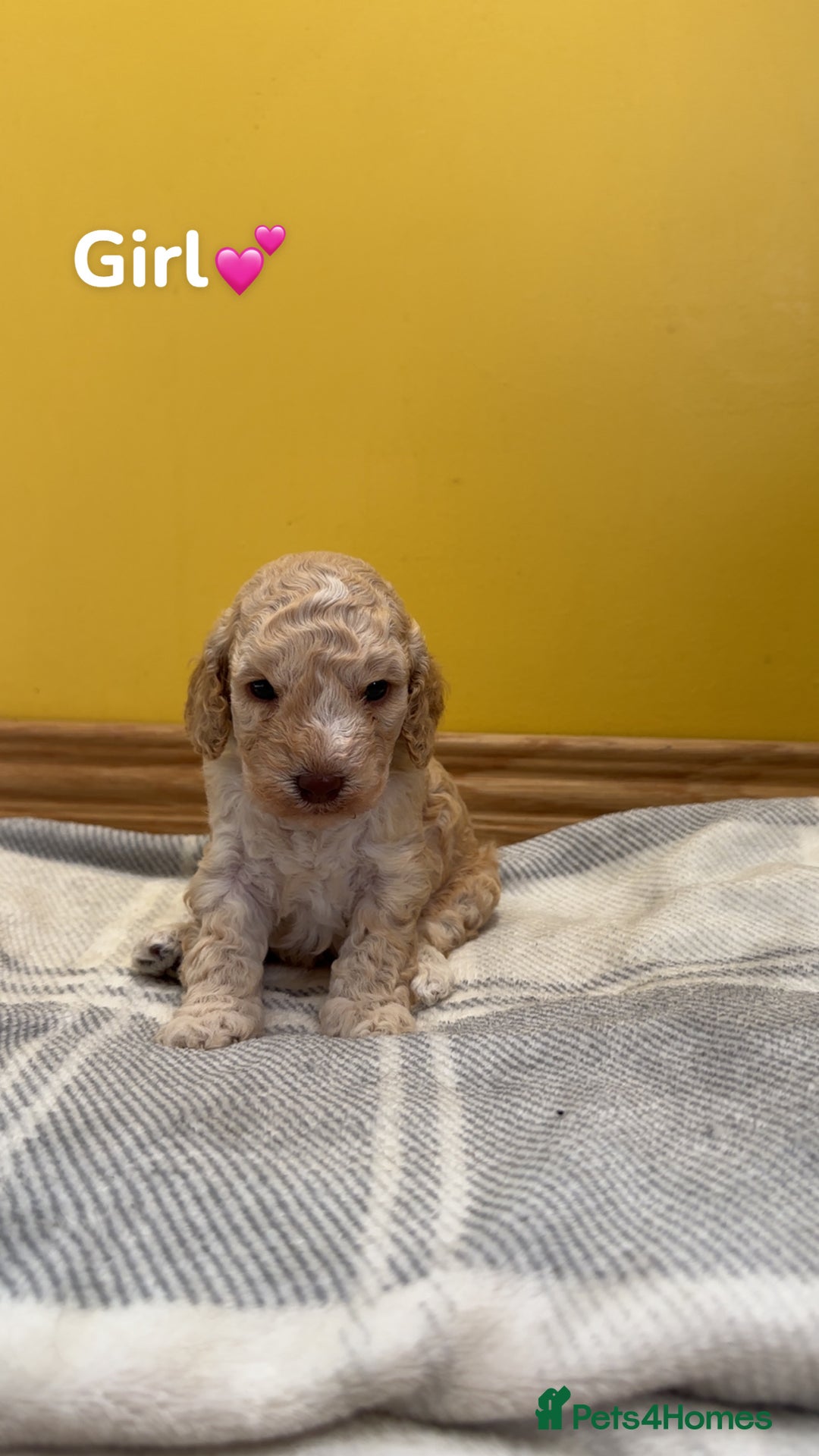 Cockapoo dogs for sale: Cockapoo puppies  - Image 10
