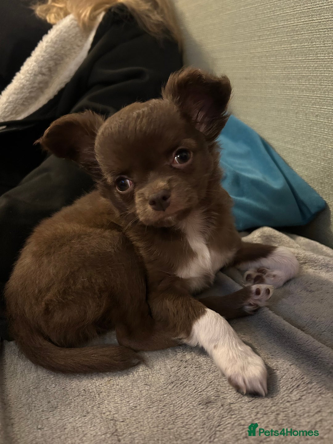 Chihuahua dogs for sale: 2 gorgeous girls for sale ❤️ - Advert 14