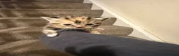 Mixed Breed cats for sale: Persian and Exotic Persian cross kittens - Advert 12