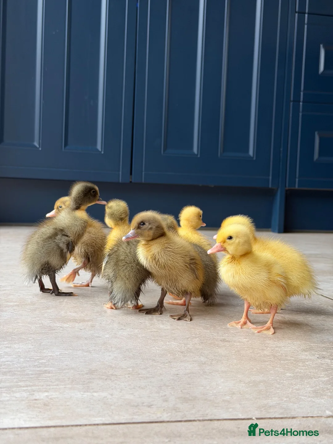 Ducks poultry for sale: Runner ducklings  - Advert 2