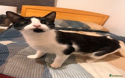 Mixed Breed cats for sale: 5 Mixed breed kittens for sale - Image 8