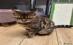 Bengal cats for sale: Friendly Bengal Girl seeks Forever Home - Advert 1