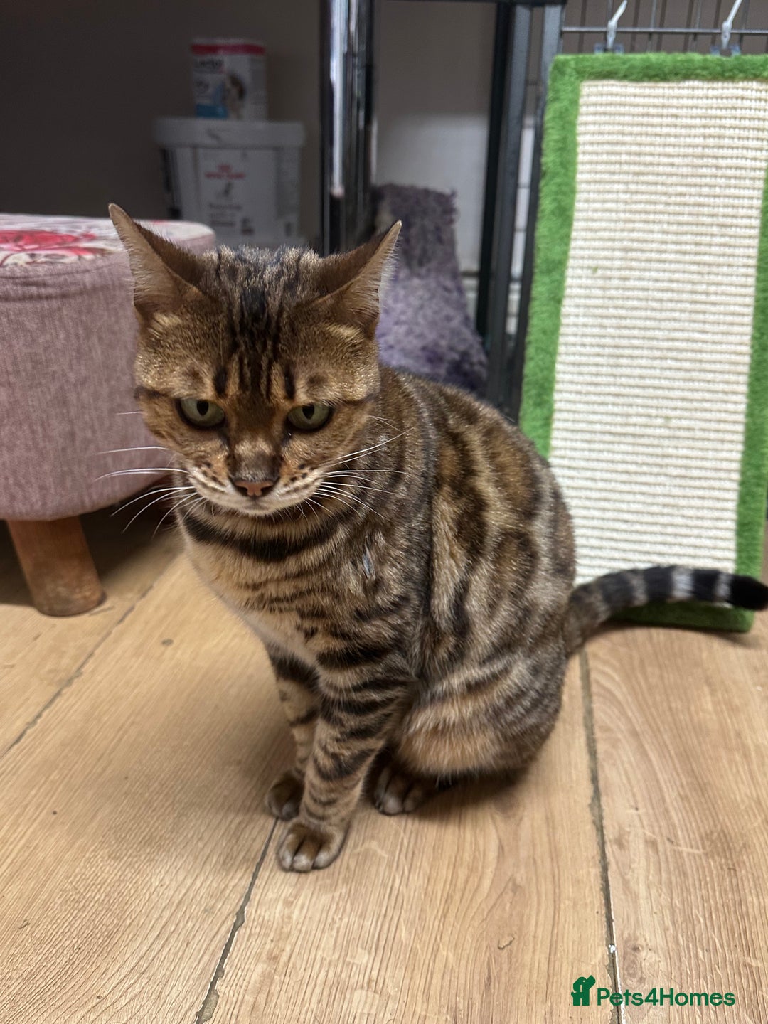Bengal cats for sale: Friendly Bengal Girl seeks Forever Home - Advert 1