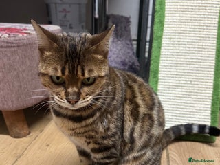 Bengal cats Friendly Bengal Girl seeks Forever Home - Advert 5