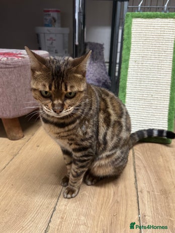 Bengal cats Friendly Bengal Girl seeks Forever Home - Advert 1