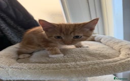 Mixed Breed cats for sale: Last ginger boy  - Image 3