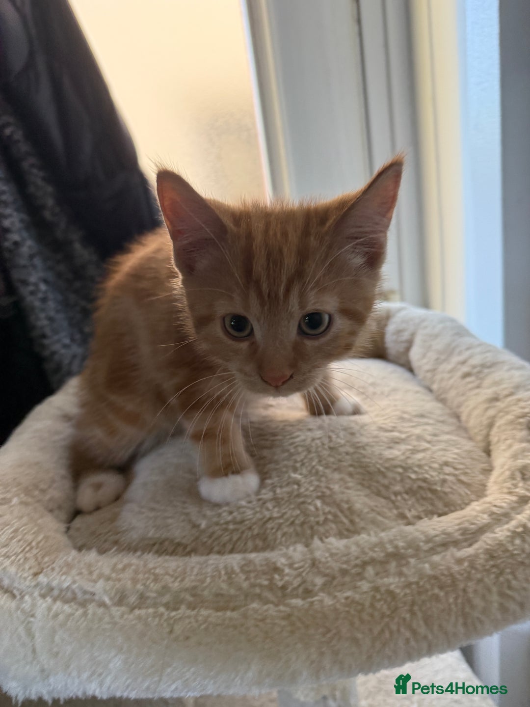 Mixed Breed cats for sale: Last ginger boy  - Image 3