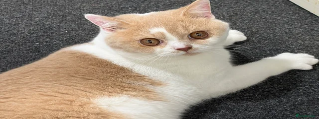 Dave 