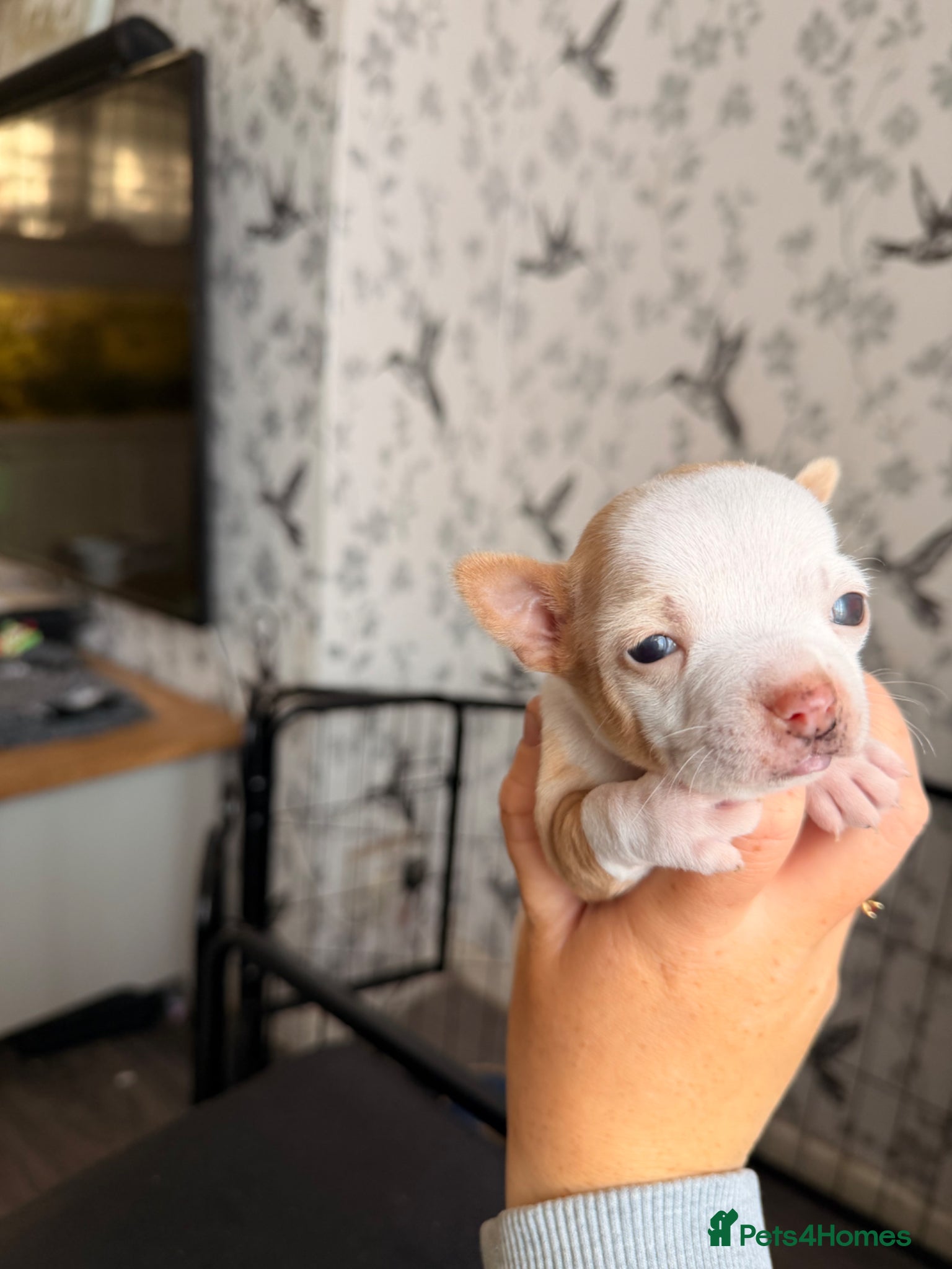 Chihuahua dogs for sale: Two male chihuahua puppies - Advert 3