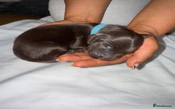 Flat coated Retriever dogs for sale: Flat coat Retriever Puppies for sale - Image 16